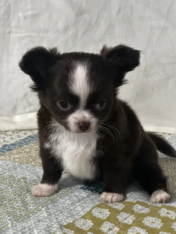 AKC Chenille – Chihuahua puppy for sale in Mayslick, KY