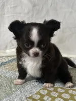 AKC Chenille, a female Chihuahua for sale in Mayslick, KY – 5 of 10