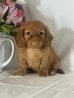 Dana (long-haired) , a female Miniature Dachshund for sale in Mayslick, KY – 9 of 9