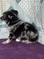 AKC Calvin, a male Chihuahua for sale in Mayslick, KY – 6 of 10