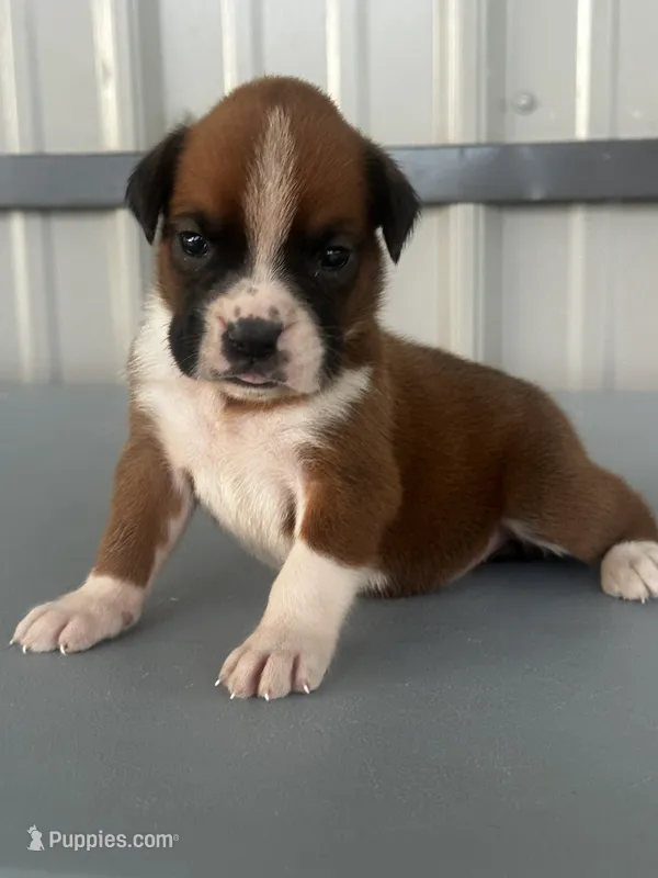 Betsy – Boxer puppy for sale in Mayslick, KY