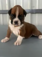 Betsy, a female Boxer for sale in Mayslick, KY – 2 of 5