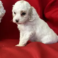 AKC Tigger Poo, a male Poodle - Toy  for sale in Mayslick, KY – Photo 4 of 8