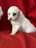 Tigger Poo, a male Poodle - Toy  for sale in Mayslick, KY – Photo 3 of 8