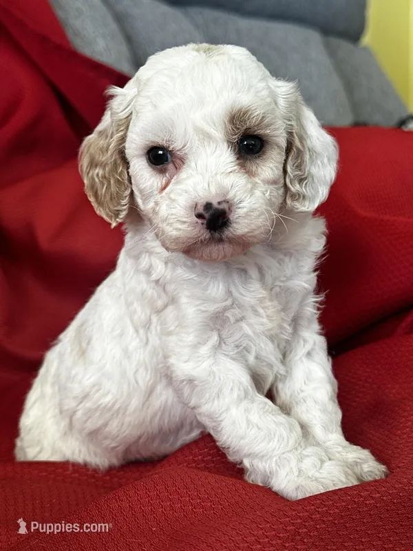 Tigger Poo, a male Poodle - Toy  for sale in Mayslick, KY – Photo 1 of 8
