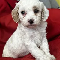 AKC Tigger Poo, a male Poodle - Toy  for sale in Mayslick, KY – Photo 3 of 8