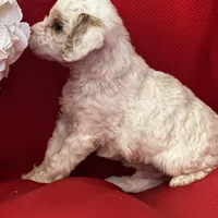 AKC Tigger Poo, a male Poodle - Toy  for sale in Mayslick, KY – Photo 8 of 8