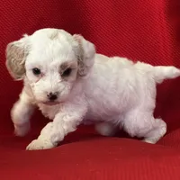 AKC Tigger Poo, a male Poodle - Toy  for sale in Mayslick, KY – Photo 5 of 8