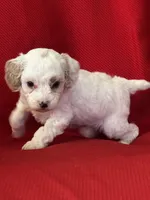 Tigger Poo, a male Poodle - Toy  for sale in Mayslick, KY – Photo 5 of 8