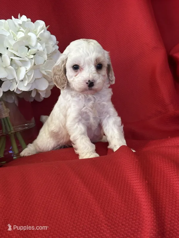 Tigger Poo – Poodle - Toy  puppy for sale in Mayslick, KY