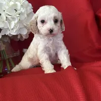 AKC Tigger Poo, a male Poodle - Toy  for sale in Mayslick, KY – Photo 1 of 8