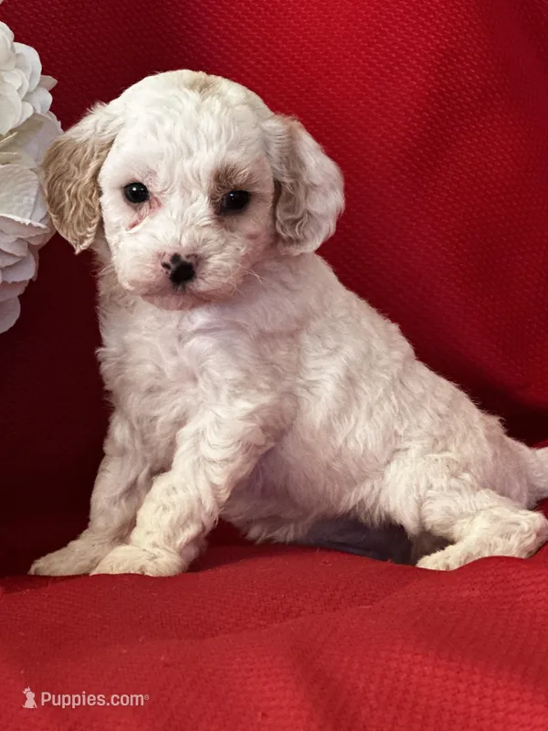 AKC Tigger Poo – Poodle - Toy  puppy for sale in Mayslick, KY
