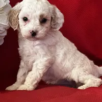 AKC Tigger Poo, a male Poodle - Toy  for sale in Mayslick, KY – Photo 7 of 8
