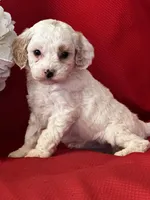 Tigger Poo, a male Poodle - Toy  for sale in Mayslick, KY – Photo 7 of 8