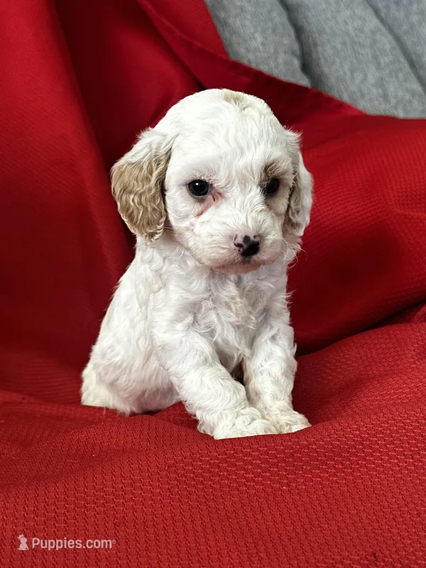 AKC Tigger Poo – Poodle - Toy  puppy for sale in Mayslick, KY