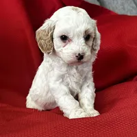 AKC Tigger Poo, a male Poodle - Toy  for sale in Mayslick, KY – Photo 6 of 8