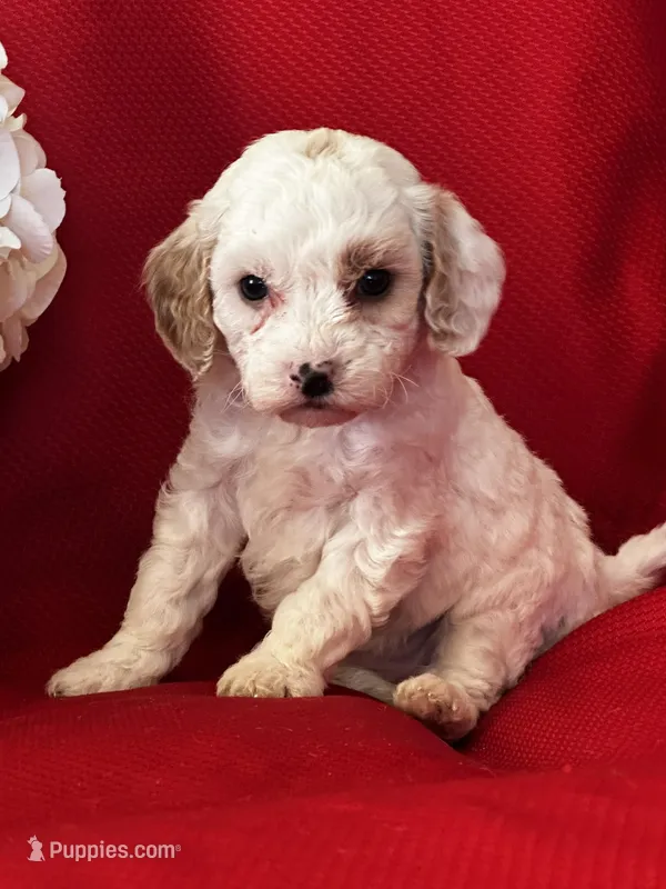 Tigger Poo – Poodle - Toy  puppy for sale in Mayslick, KY