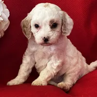 AKC Tigger Poo, a male Poodle - Toy  for sale in Mayslick, KY – Photo 2 of 8