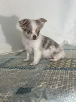 CKC Claudia, a female Chihuahua for sale in Mayslick, KY – 5 of 10