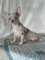 AKC Cain, a male Chihuahua for sale in Mayslick, KY – 2 of 9