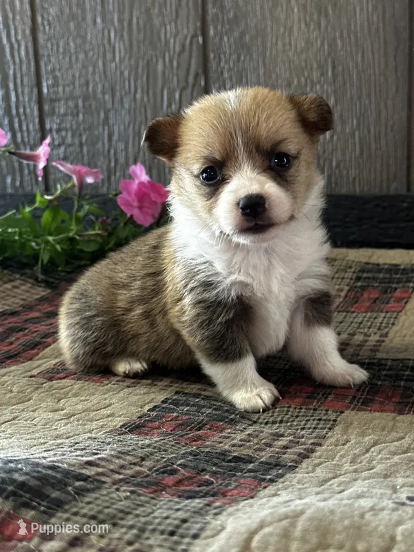 AKC Penelope – Pembroke Welsh Corgi puppy for sale in Mayslick, KY