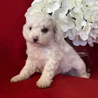 Tanner Poo, a male Poodle - Toy  for sale in Mayslick, KY – Photo 7 of 10