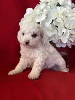 Trevor Poo, a male Poodle - Toy  for sale in Mayslick, KY – Photo 8 of 10