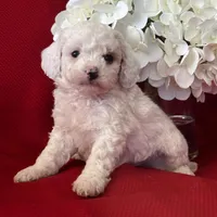 Tanner Poo, a male Poodle - Toy  for sale in Mayslick, KY – Photo 9 of 10