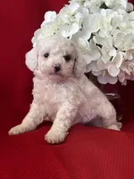 Trevor Poo, a male Poodle - Toy  for sale in Mayslick, KY – Photo 9 of 10