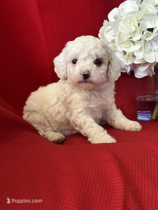 Trevor Poo, a male Poodle - Toy  for sale in Mayslick, KY – Photo 1 of 10