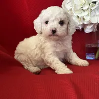 Tanner Poo, a male Poodle - Toy  for sale in Mayslick, KY – Photo 3 of 10