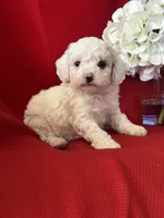 Trevor Poo, a male Poodle - Toy  for sale in Mayslick, KY – Photo 1 of 10