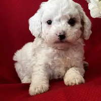 Tanner Poo, a male Poodle - Toy  for sale in Mayslick, KY – Photo 5 of 10
