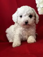 Trevor Poo, a male Poodle - Toy  for sale in Mayslick, KY – Photo 4 of 10