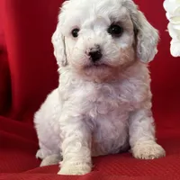 Tanner Poo, a male Poodle - Toy  for sale in Mayslick, KY – Photo 4 of 10