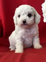 Trevor Poo, a male Poodle - Toy  for sale in Mayslick, KY – Photo 2 of 10