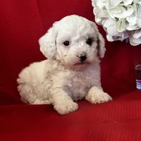 Tanner Poo, a male Poodle - Toy  for sale in Mayslick, KY – Photo 8 of 10