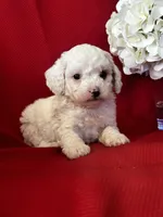 Trevor Poo, a male Poodle - Toy  for sale in Mayslick, KY – Photo 3 of 10