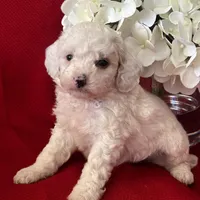 Tanner Poo, a male Poodle - Toy  for sale in Mayslick, KY – Photo 10 of 10