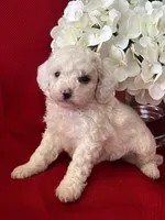 Trevor Poo, a male Poodle - Toy  for sale in Mayslick, KY – Photo 10 of 10