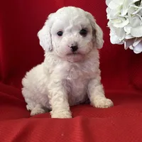 Tanner Poo, a male Poodle - Toy  for sale in Mayslick, KY – Photo 2 of 10