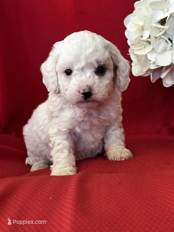 Tanner Poo – Poodle - Toy  puppy for sale in Mayslick, KY