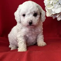 Tanner Poo, a male Poodle - Toy  for sale in Mayslick, KY – Photo 1 of 10