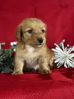 Duke, a male Miniature Dachshund for sale in Mayslick, KY – 5 of 8