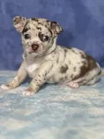 Cody, a male Chihuahua for sale in Mayslick, KY – 1 of 10