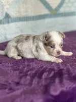 CKC Claudia, a female Chihuahua for sale in Mayslick, KY – 8 of 10