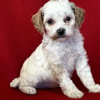 Terra Poo, a female Poodle - Toy  for sale in Mayslick, KY – Photo 1 of 6