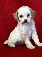 Precious, a female Poodle - Toy  for sale in Mayslick, KY – Photo 4 of 6