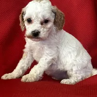 Terra Poo, a female Poodle - Toy  for sale in Mayslick, KY – Photo 4 of 6