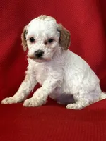 Precious, a female Poodle - Toy  for sale in Mayslick, KY – Photo 3 of 6